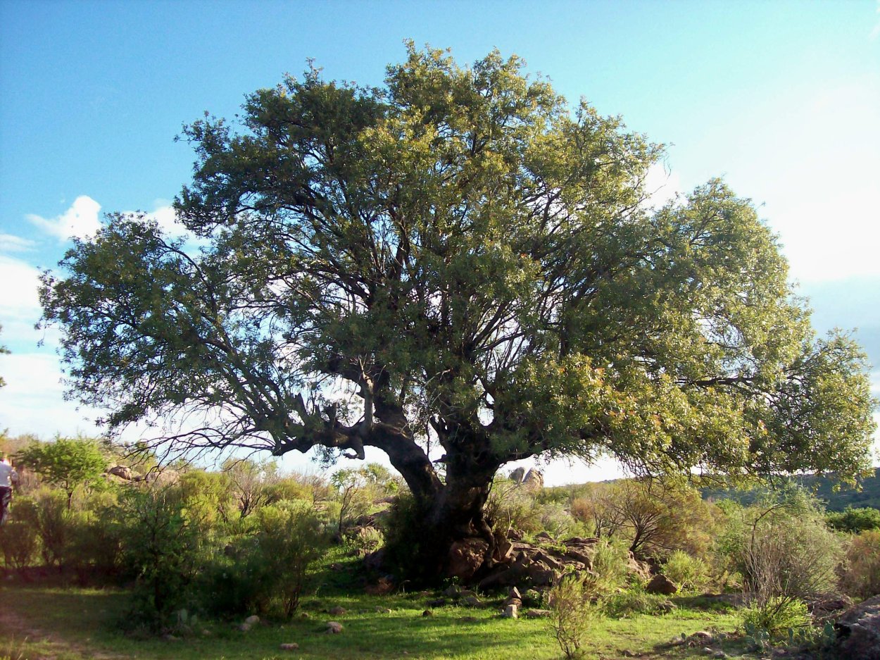 Дерево кебрачо Аргентина