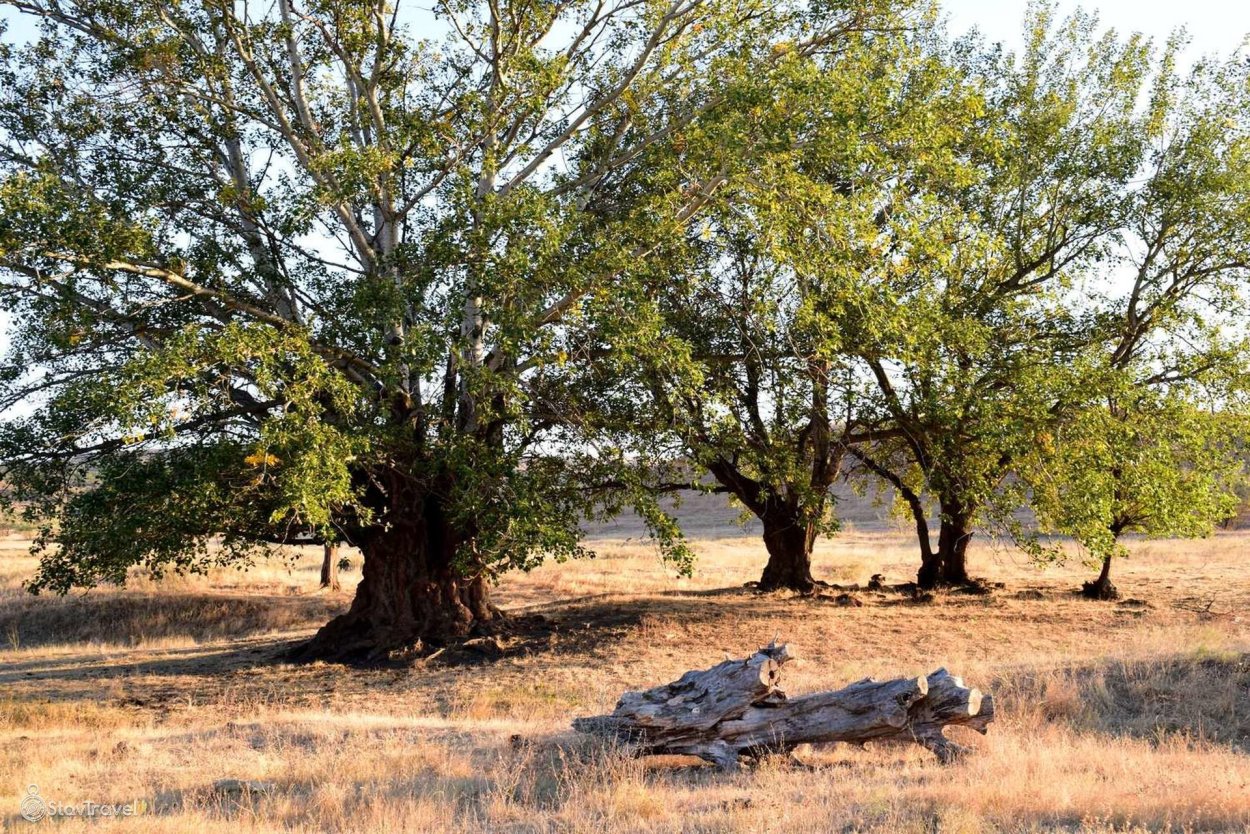 Хипофея РАМНОИДЕС