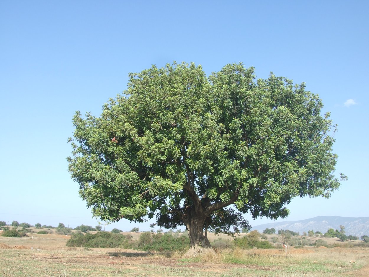 Бакаутовое дерево древесина