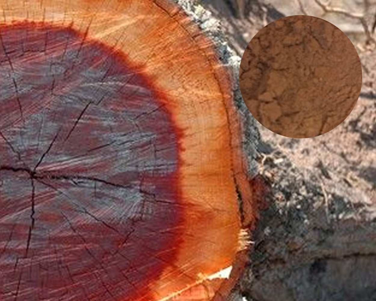 Кебрачо в Гран Чако