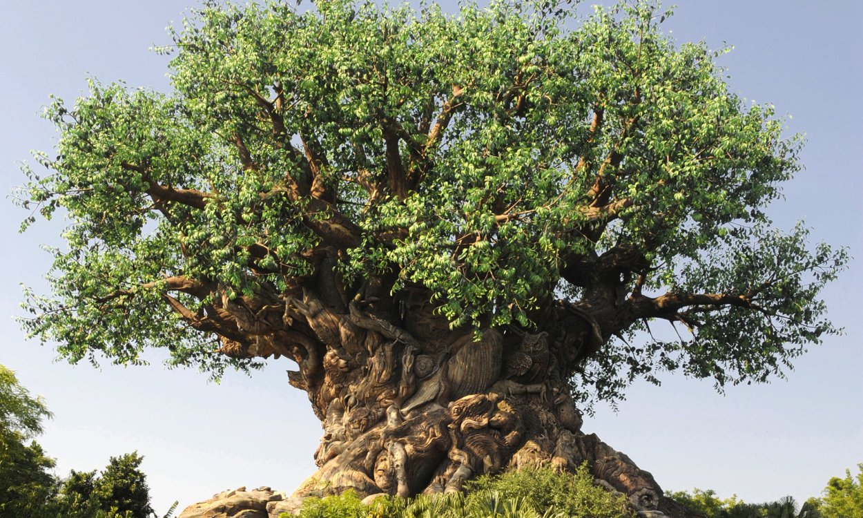 Аспидосперма дерево