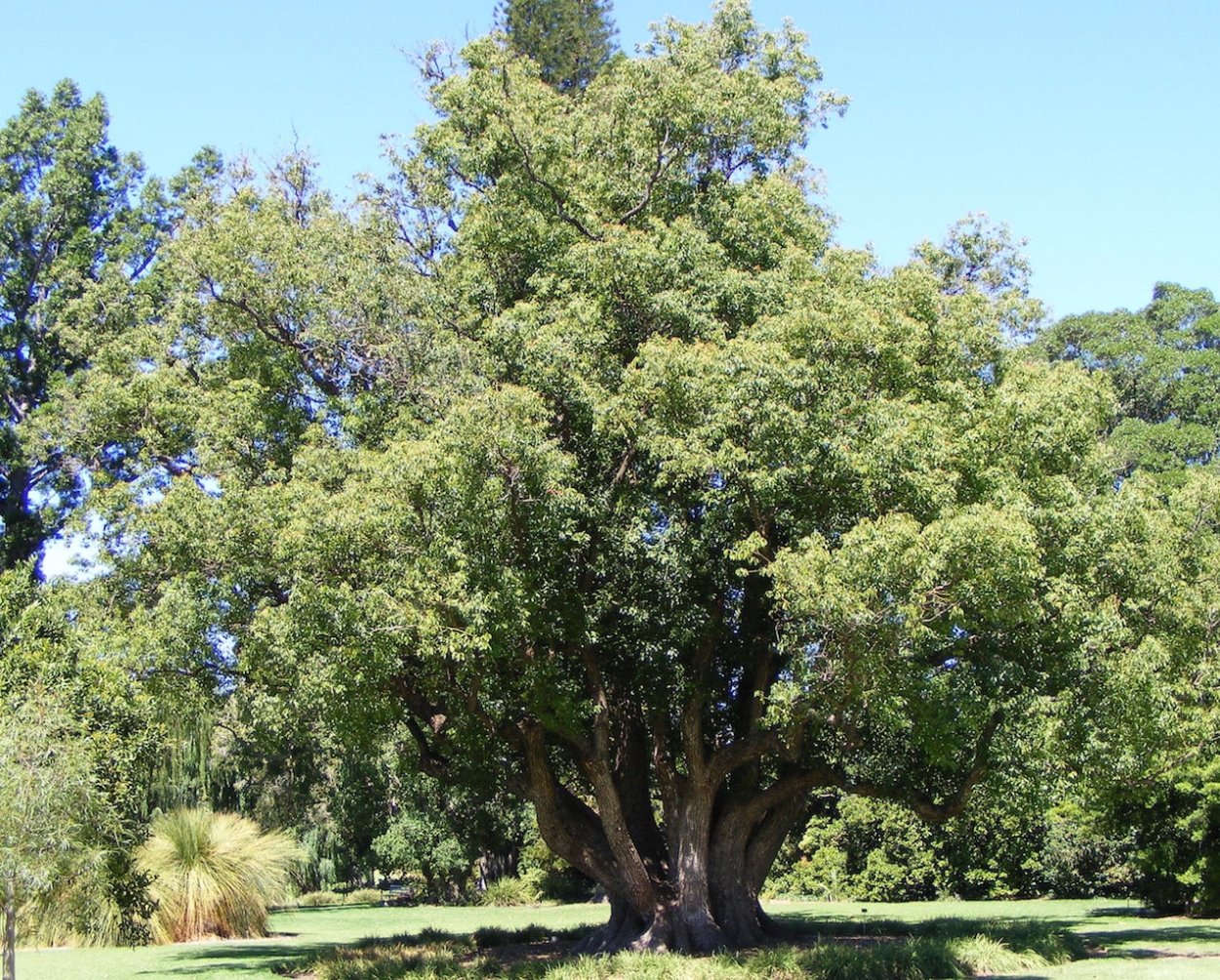 Африканское розовое дерево, или дерево Бубинга