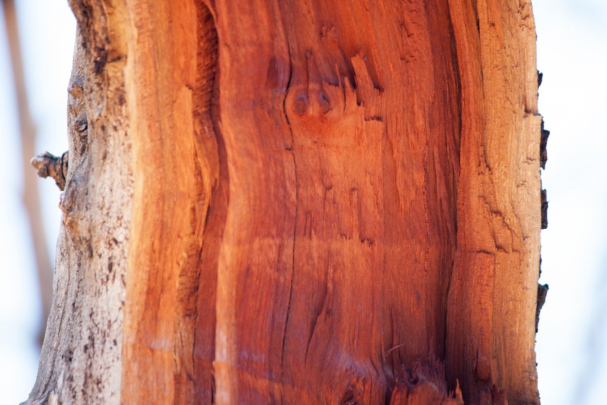 Dalbergia retusa Cocobolo дерево