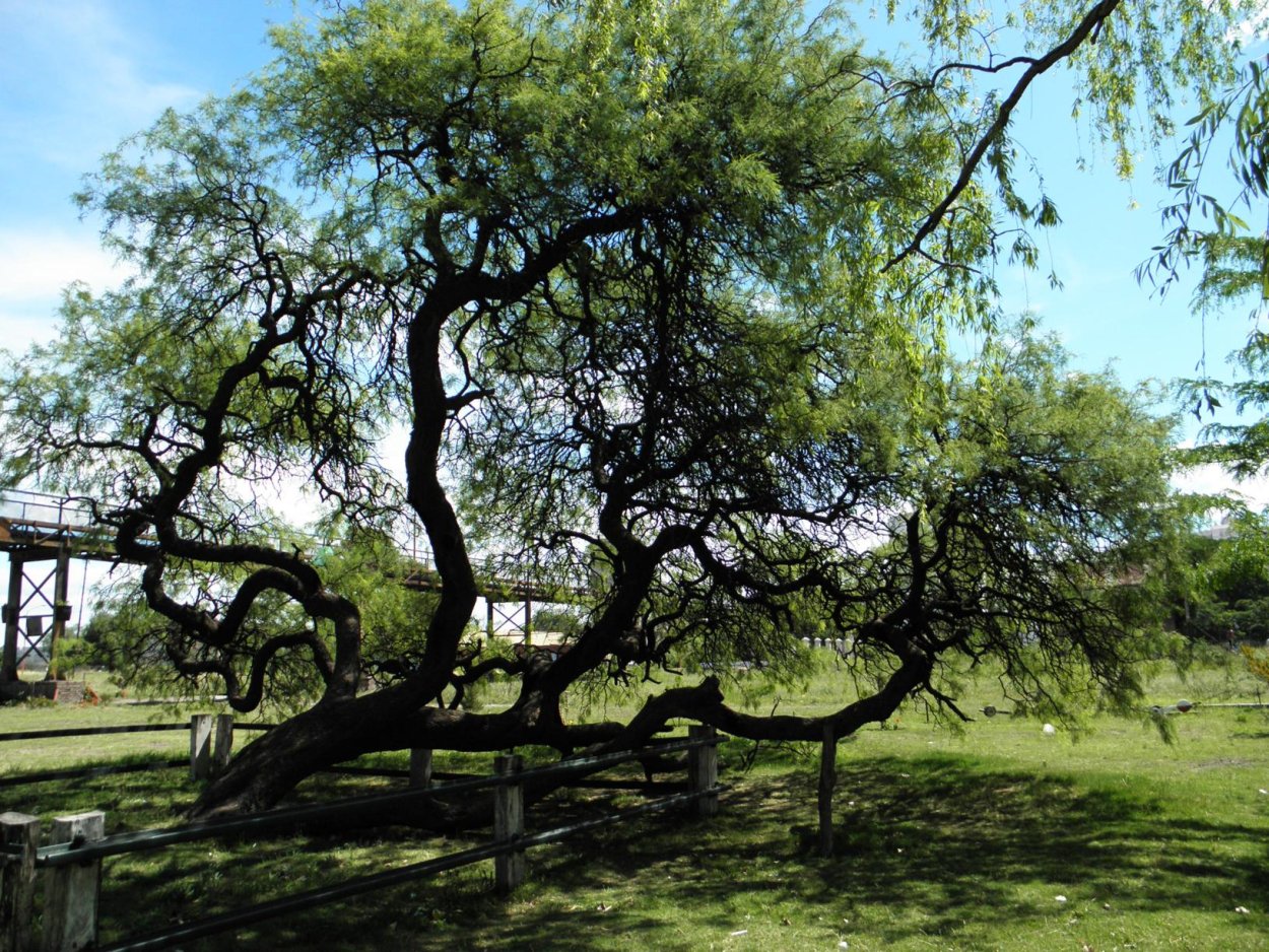 Кебрачо дерево