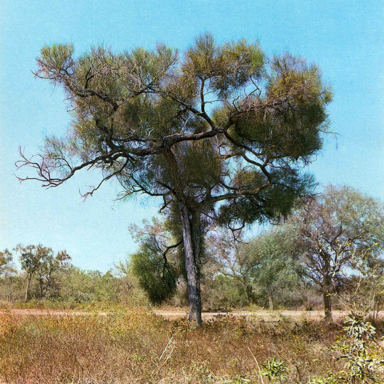 Дерево в разрезе