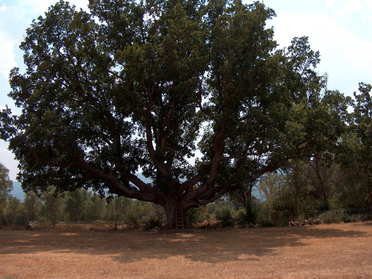 Степан Дмитриевич Эрьзя