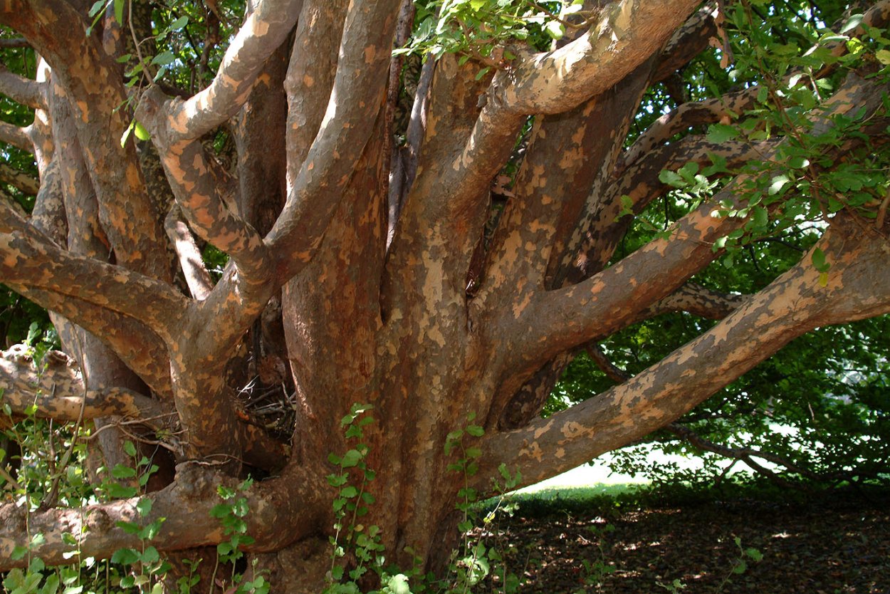 Квебрахо Аргентина