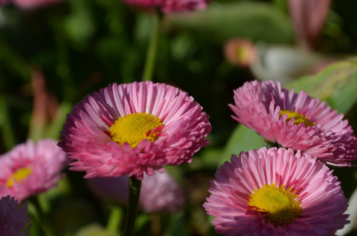 Маргаритка многолетняя Сложноцветные