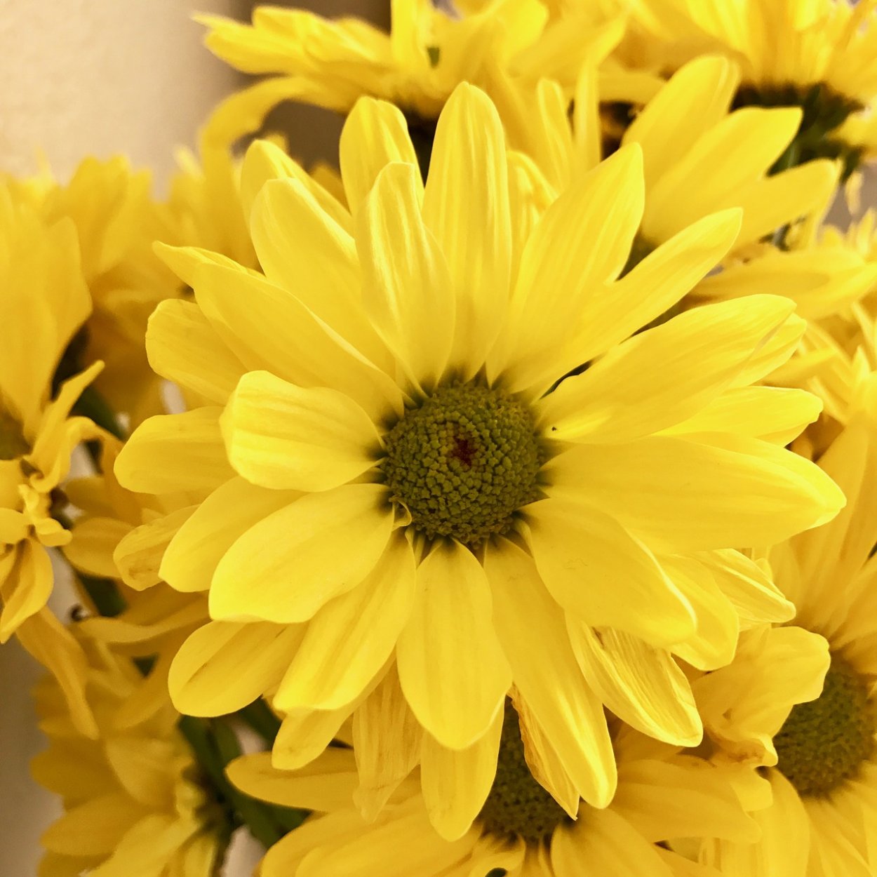 Желтая Маргаритка цветок