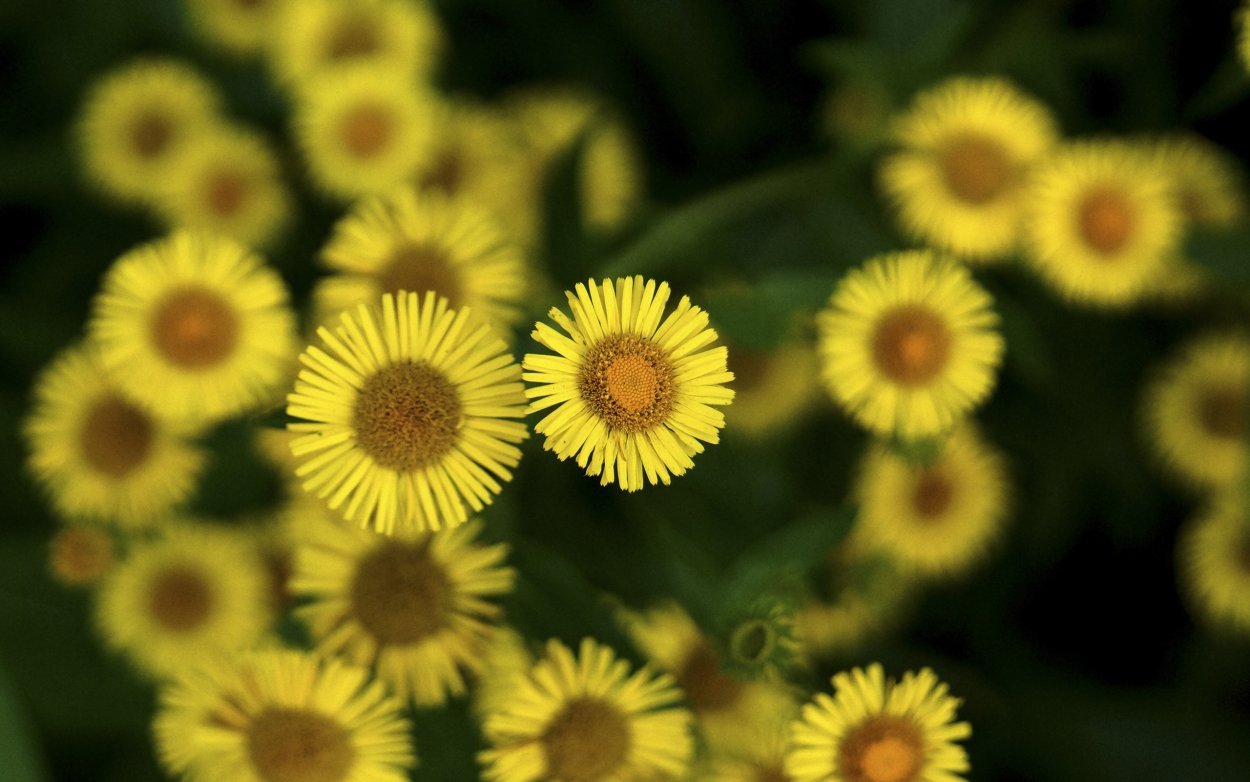 Маргаритка Полевая желтая