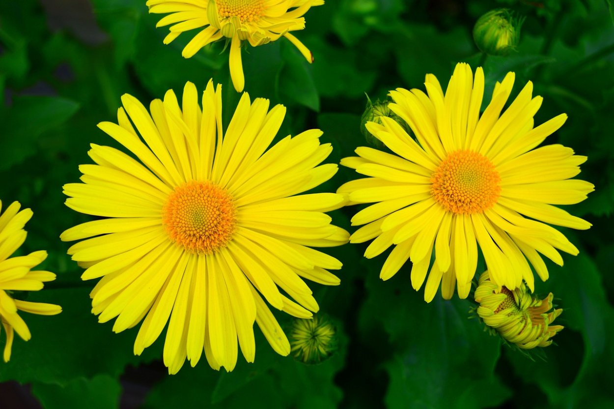 Желтая Маргаритка цветок