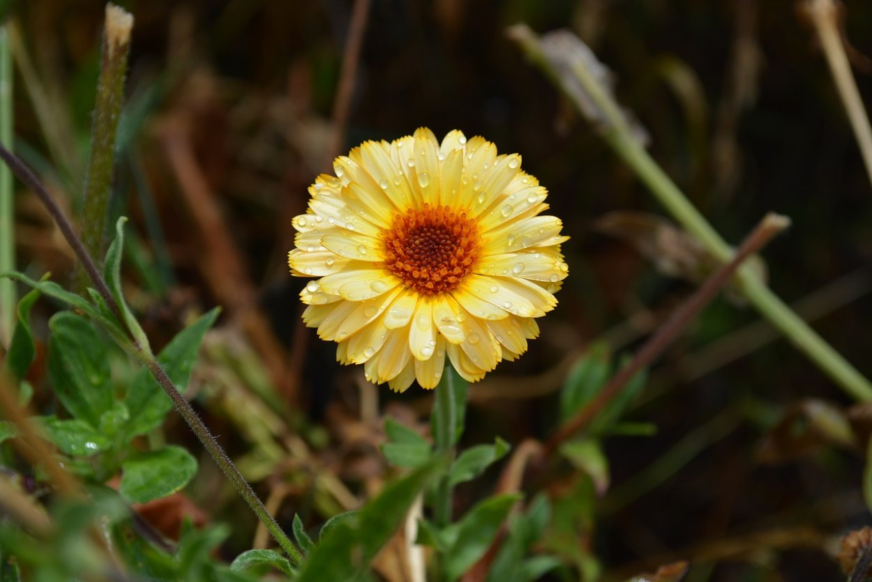 Хризантема Кинг Еллоу