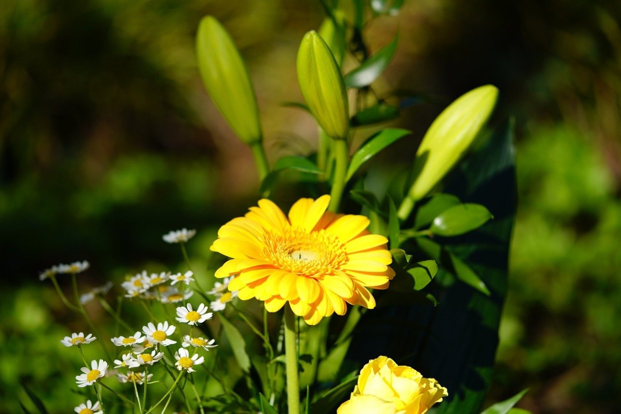 Маргаритка Полевая желтая