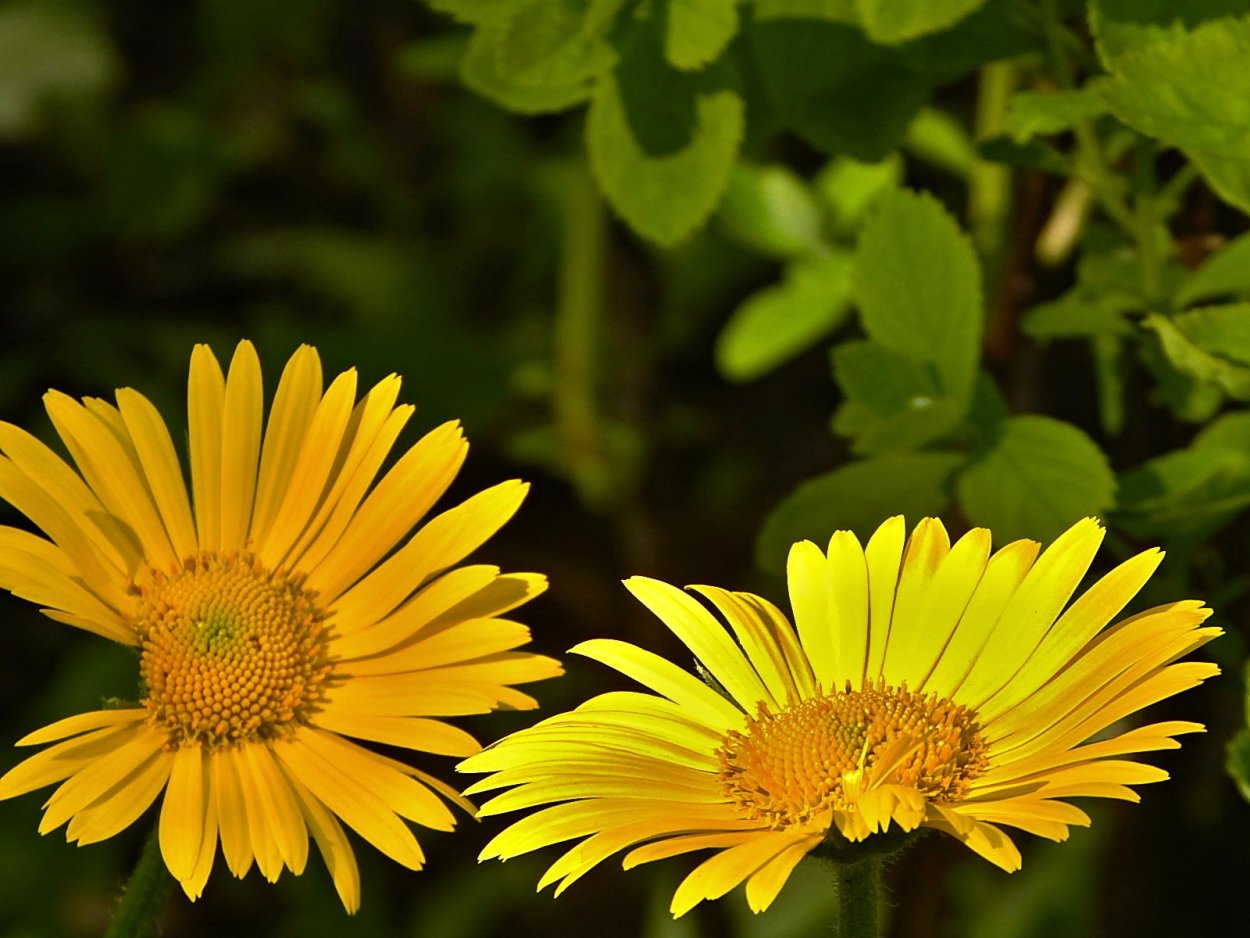 Маргаритка Полевая желтая