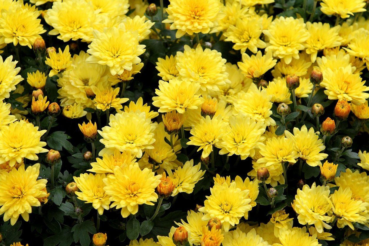 Желтая Маргаритка цветок