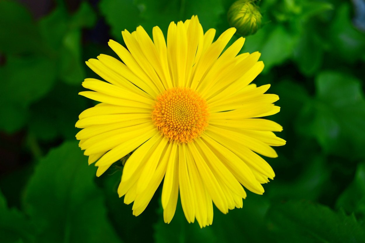 Желтая Маргаритка цветок