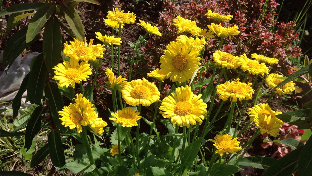 Дороникум, Маргаритка