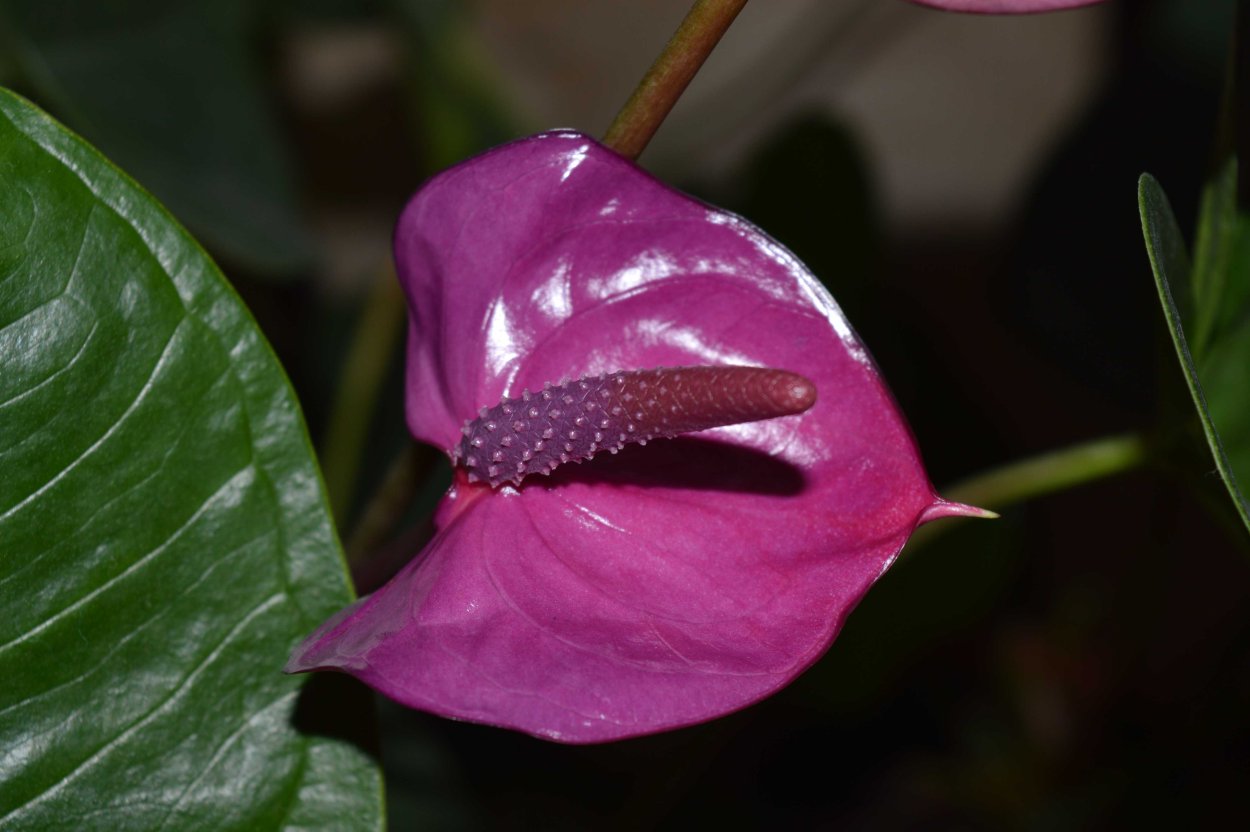 Антуриум Андре Колорадо