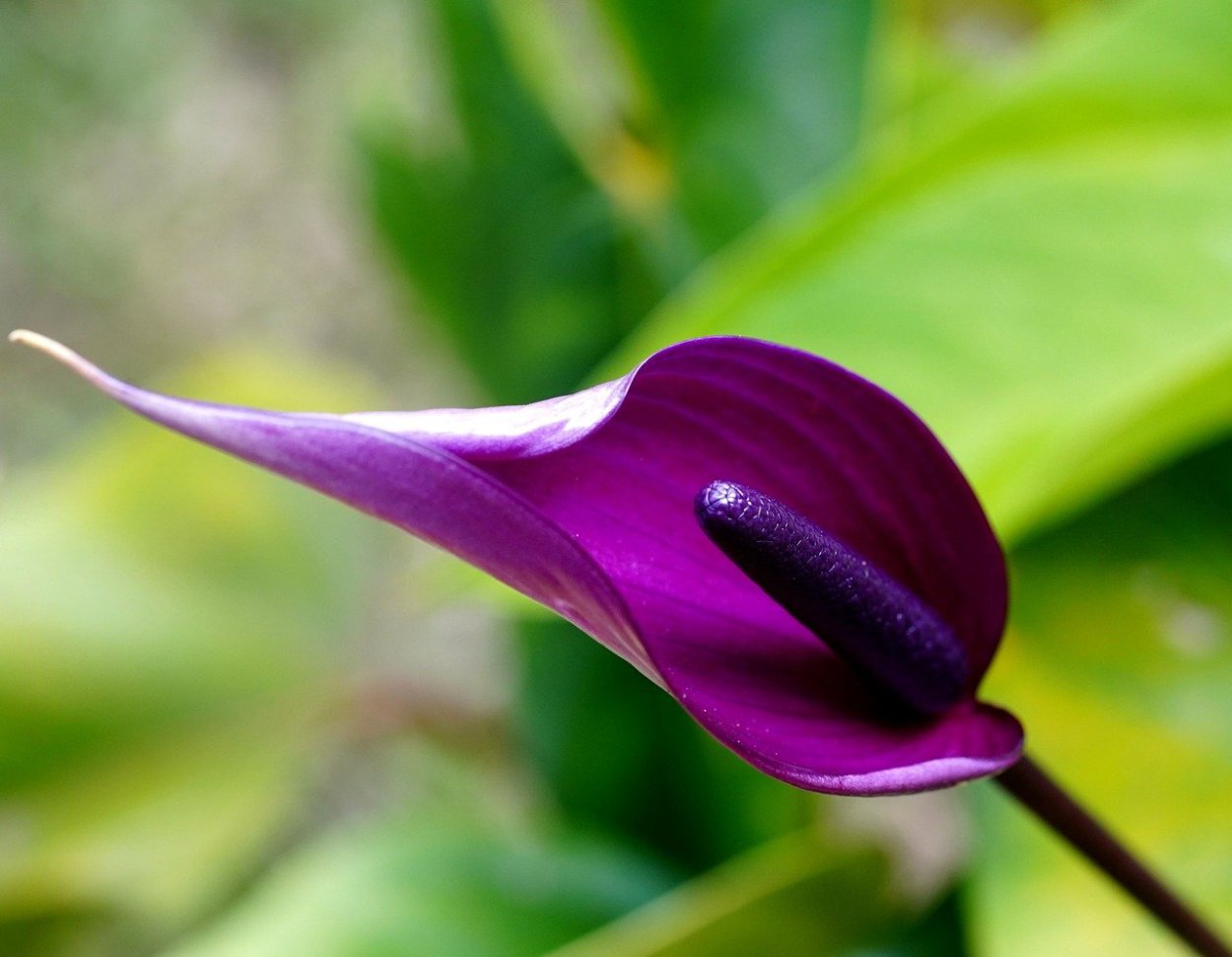 Антуриум антевекс