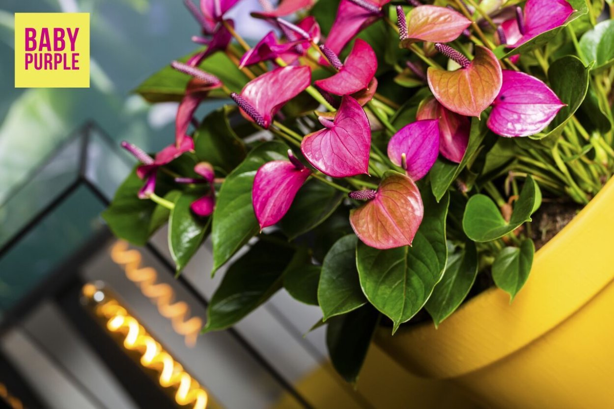 Антуриум Пурпл Харт