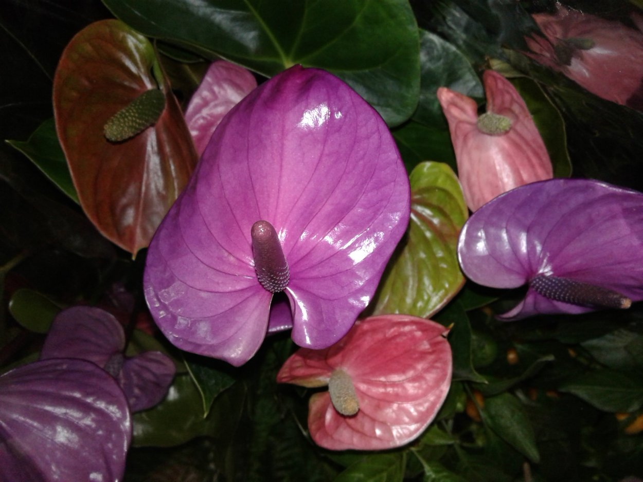 Антуриум фиолетовый