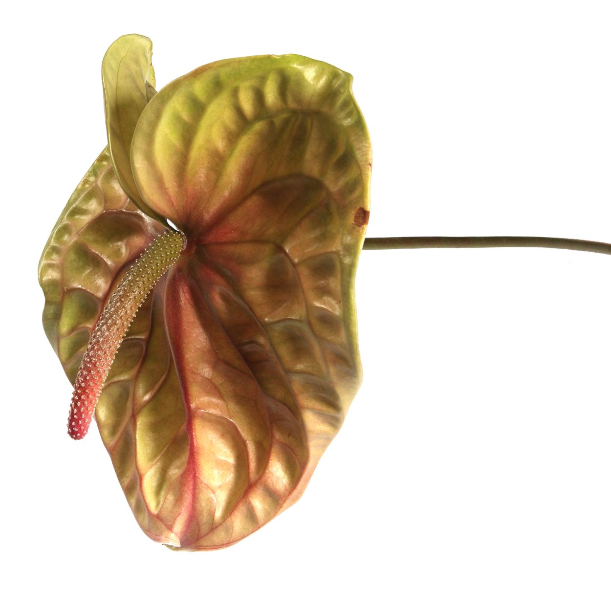 Спатифиллум сиреневый