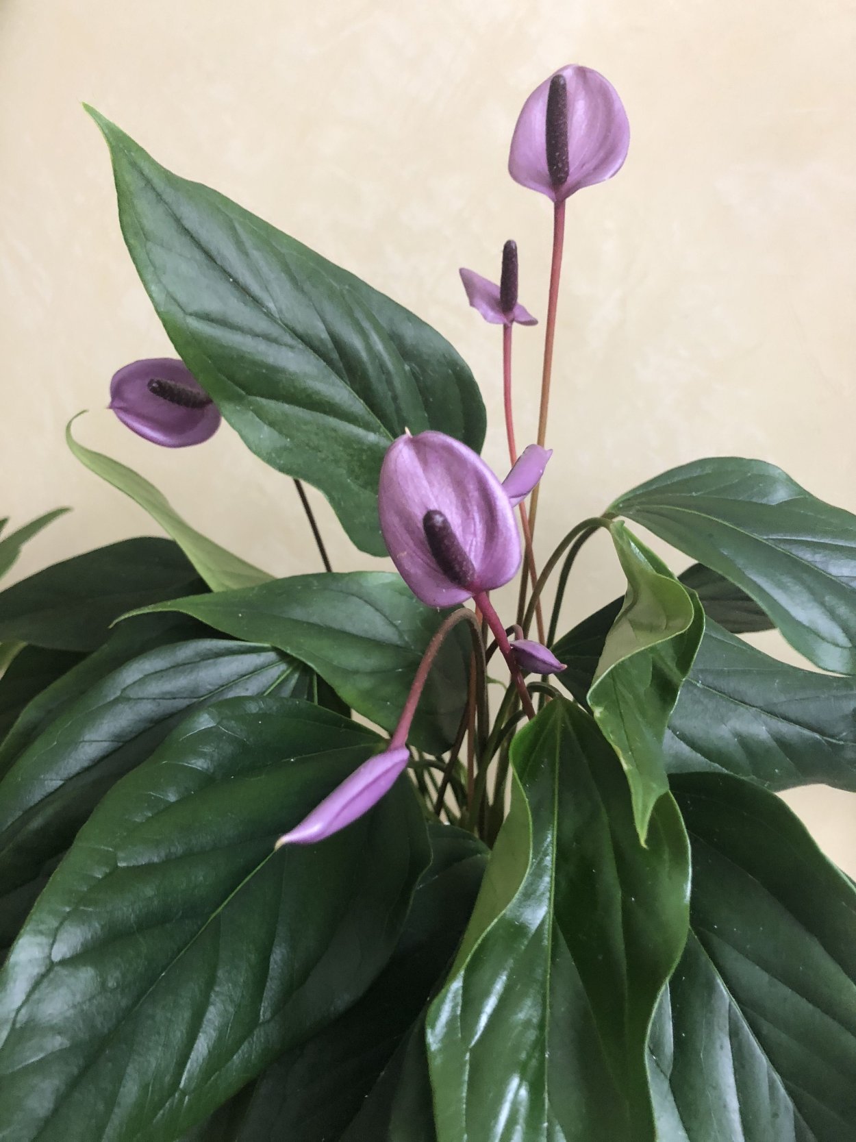 Антуриум Беби Пурпл