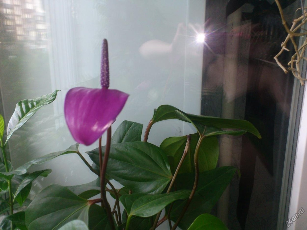 Антуриум листик сорт