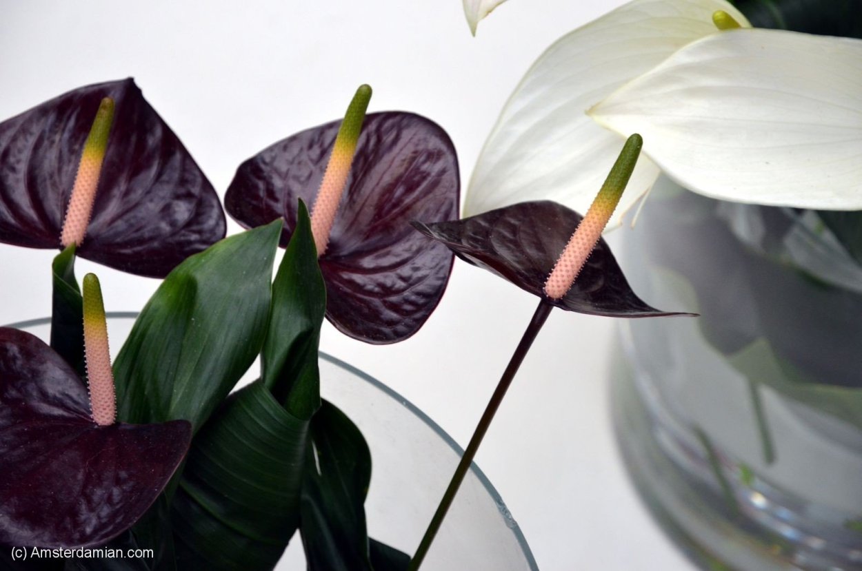 Антуриум Андре фиолетовый