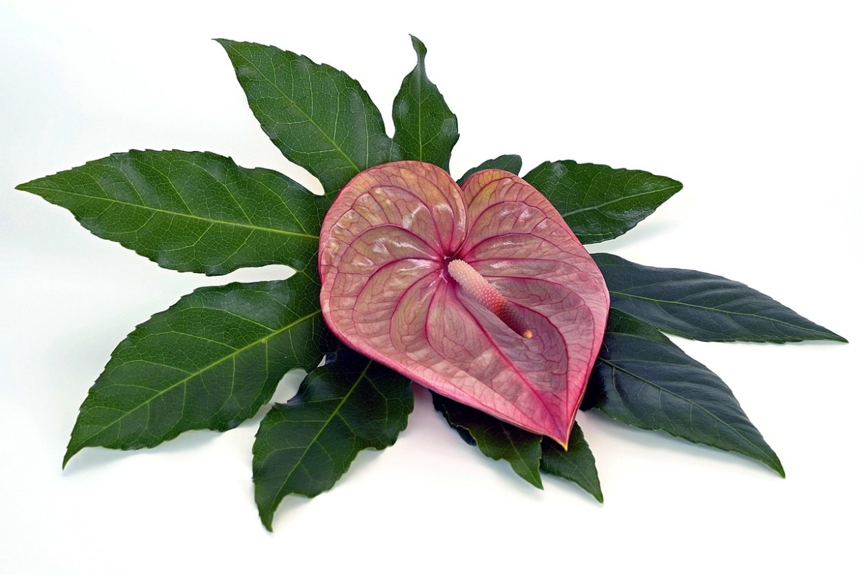 Экзотический цветок Антуриум