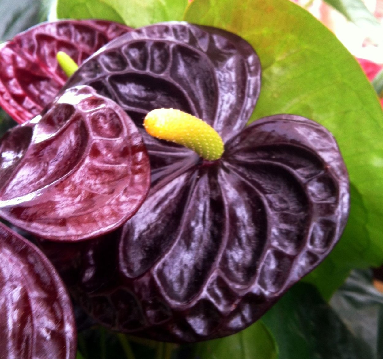 Антуриум Фиорино