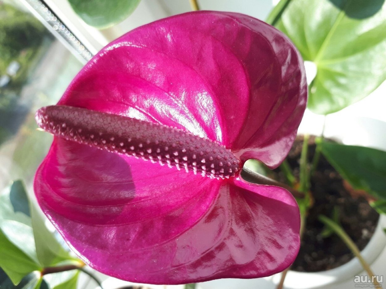 Антуриум Кавалли