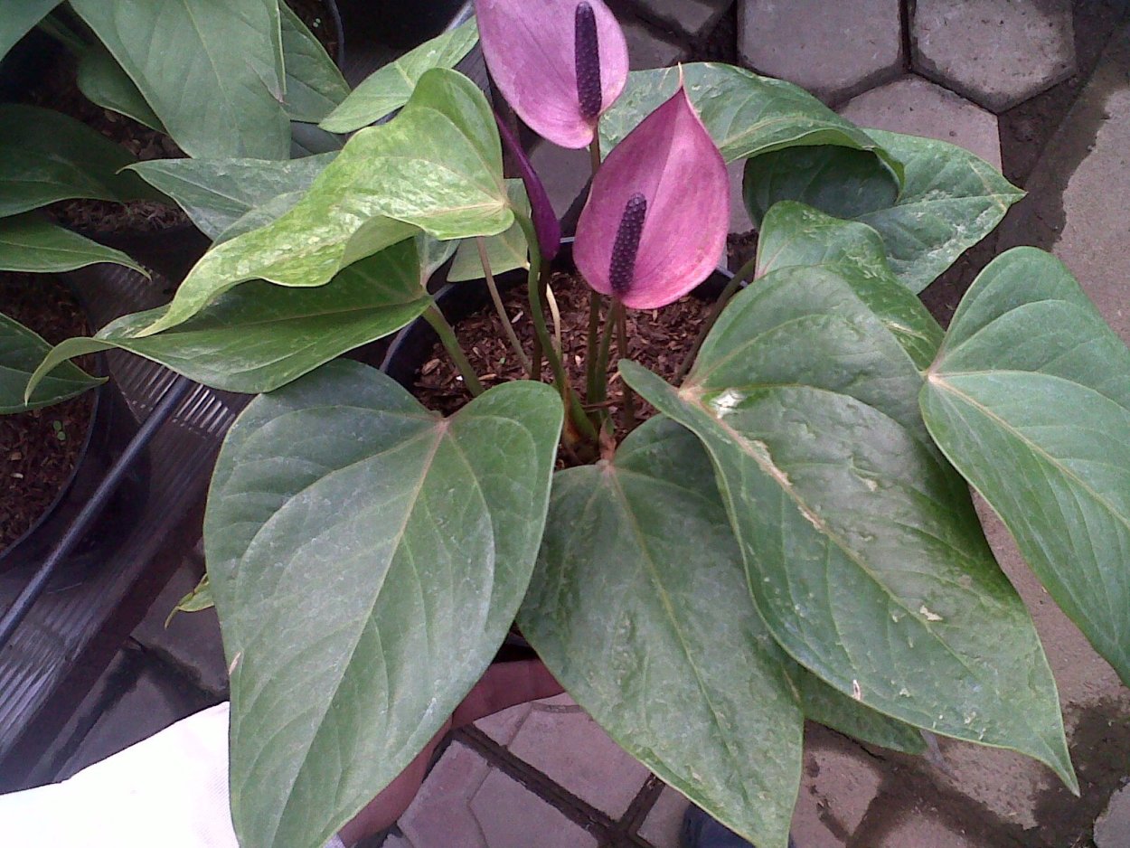 Антуриум Беби Пурпл