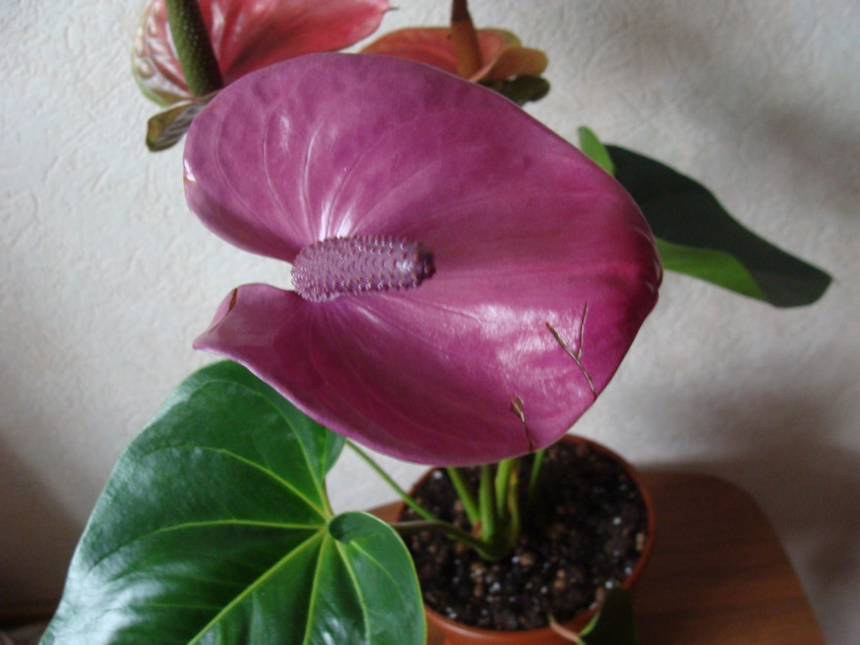 Антуриум Цирано