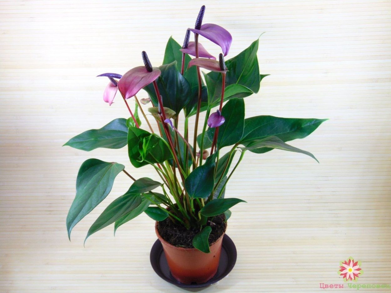 Антуриум Вайолет лав