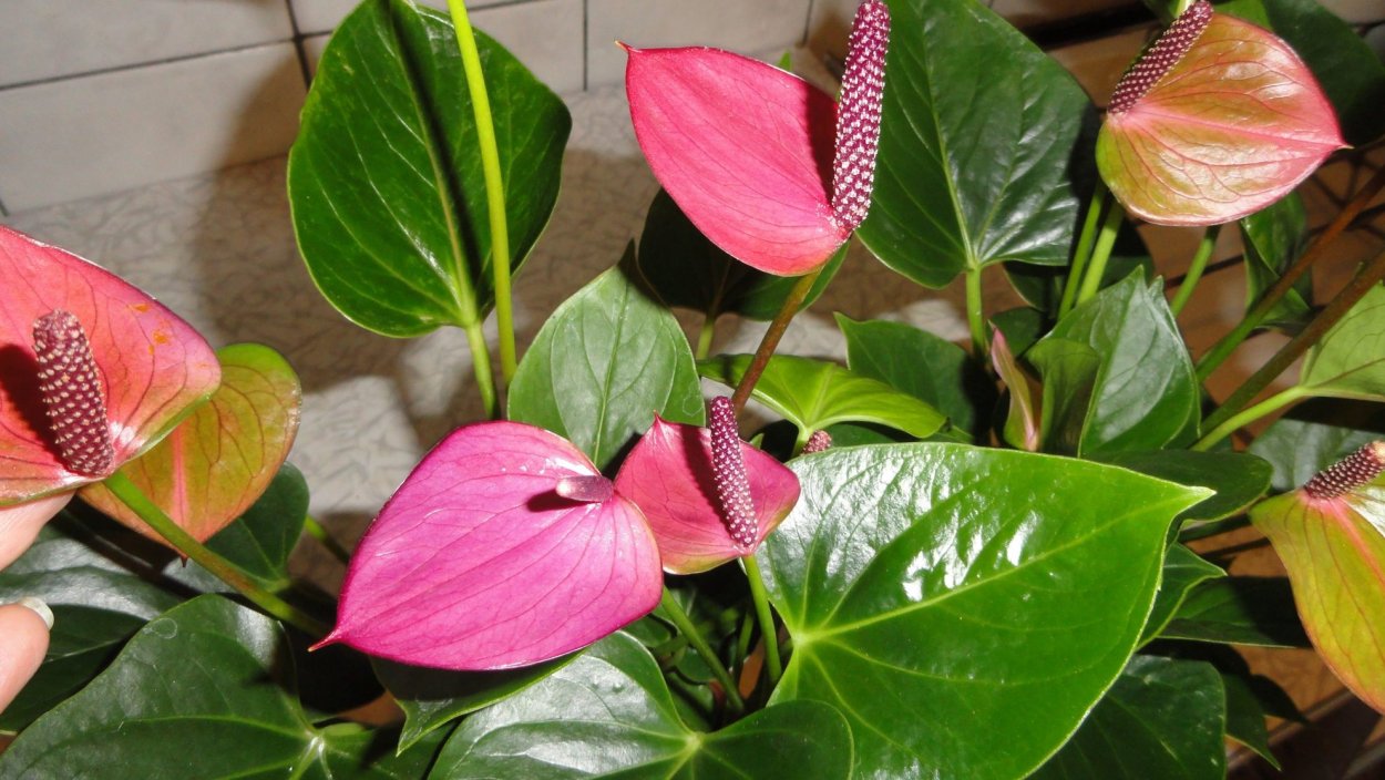 Антуриум сиреневый