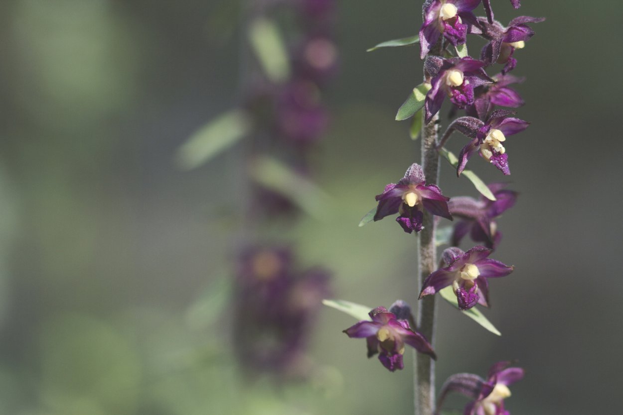 Дремлик темно-красный (Epipactis atrorubens)