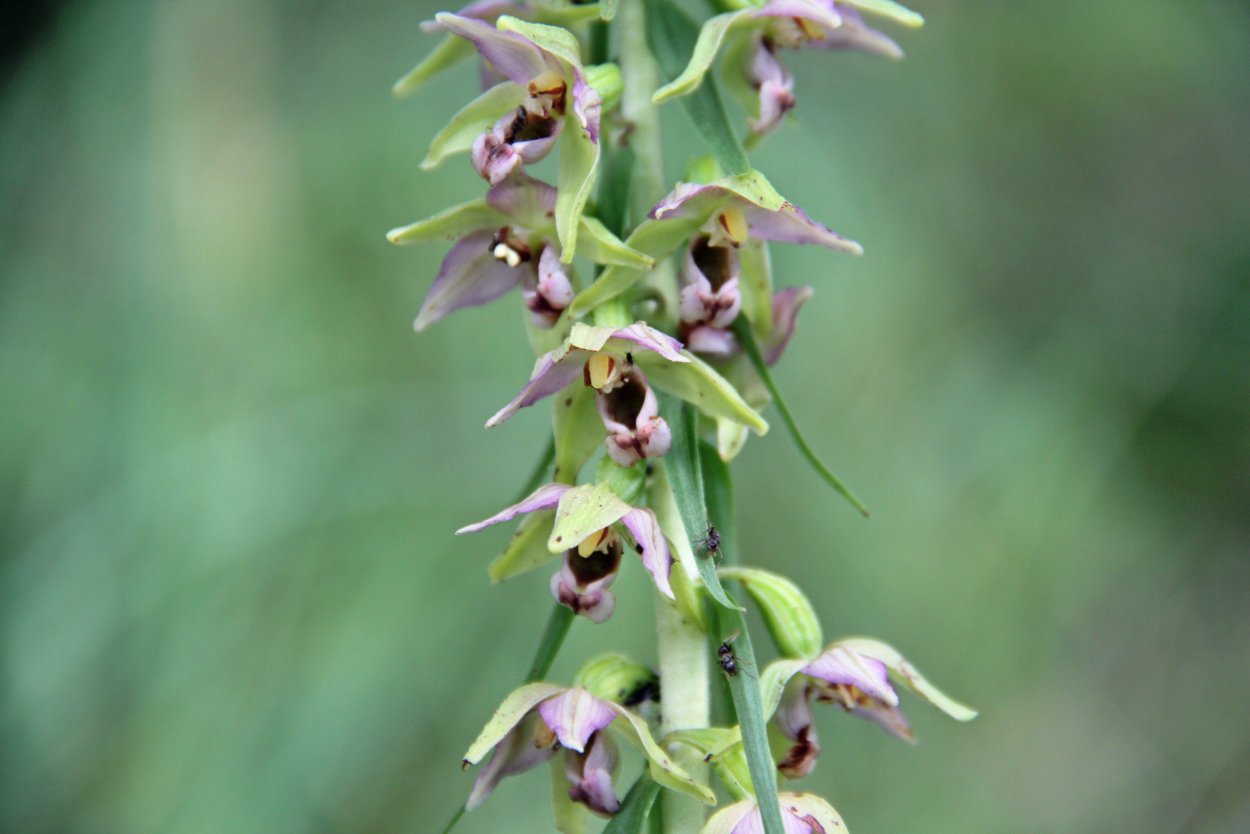 Орхидея Дремлик болотный