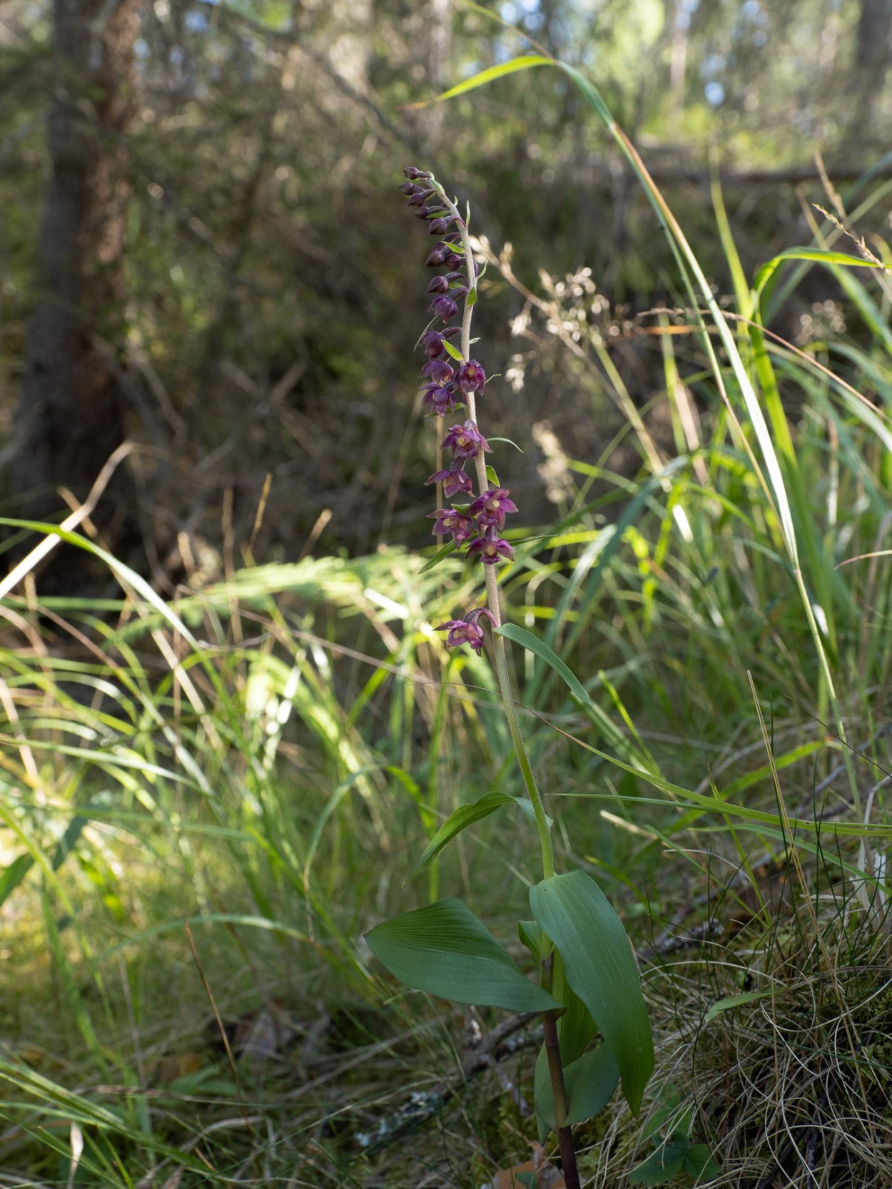 Дремлик темно-красный строение