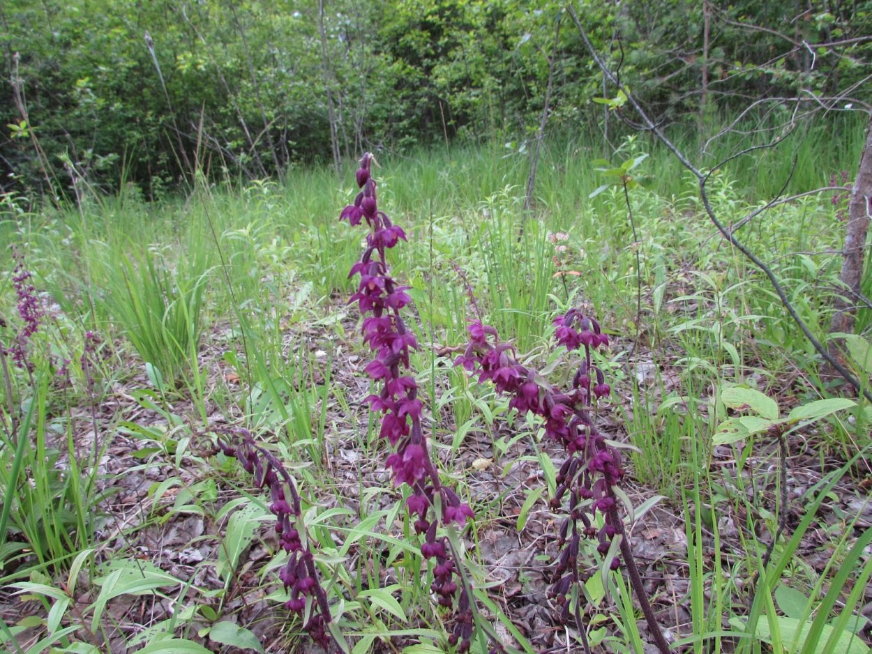 Гавайская Болотная Орхидея