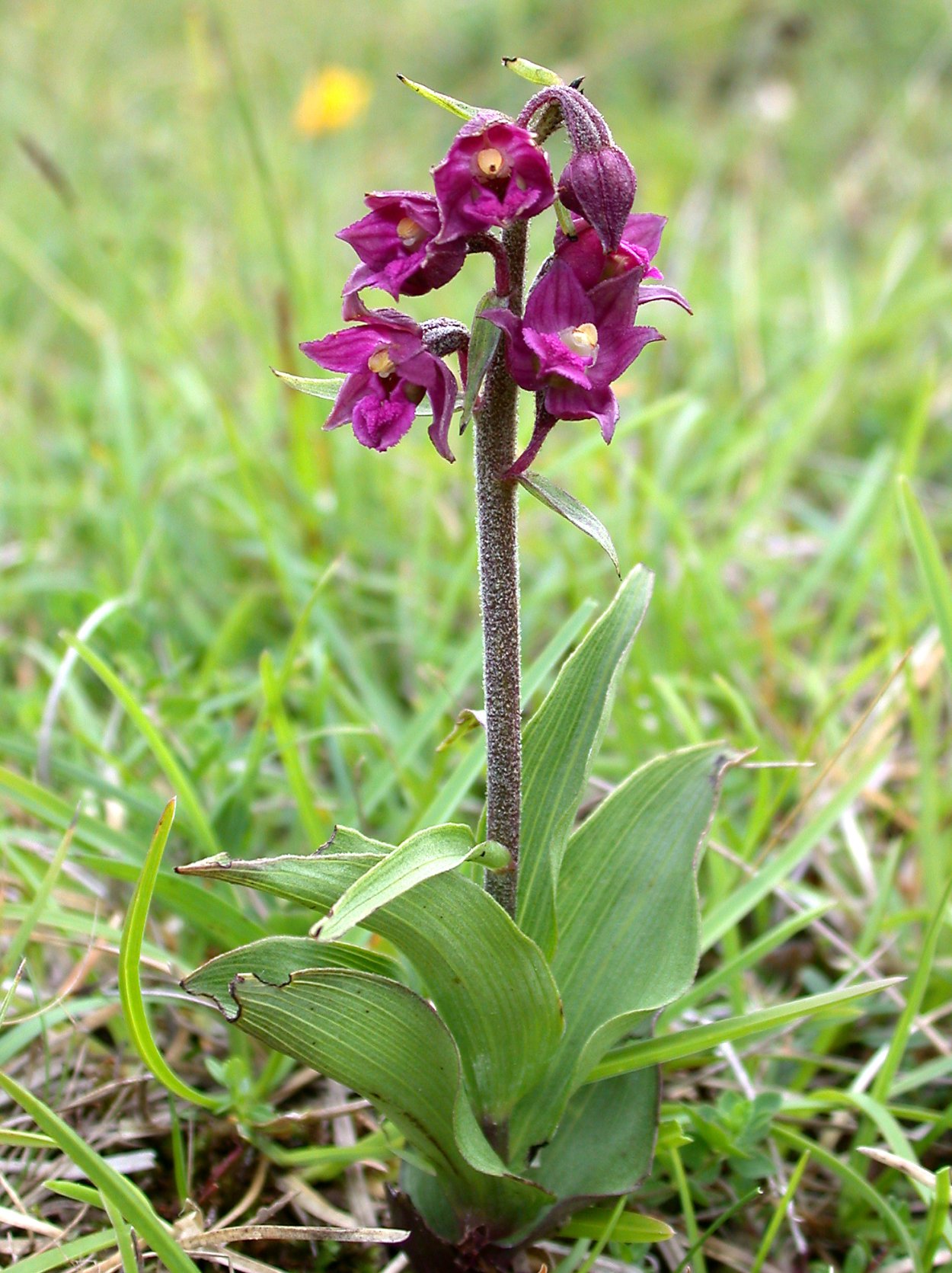 Дремлик темно-красный жизненная форма