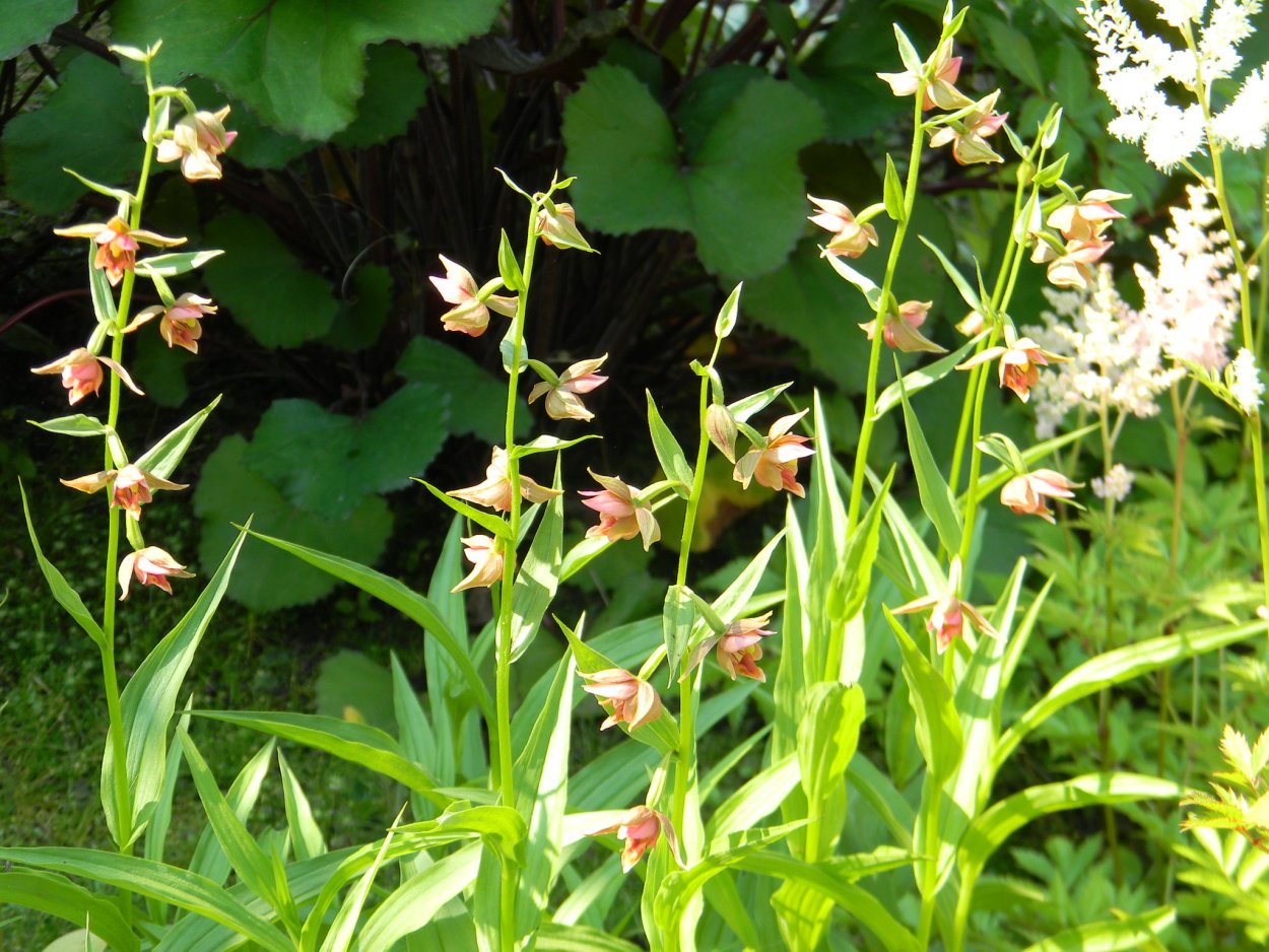 Дремлик Понтийский