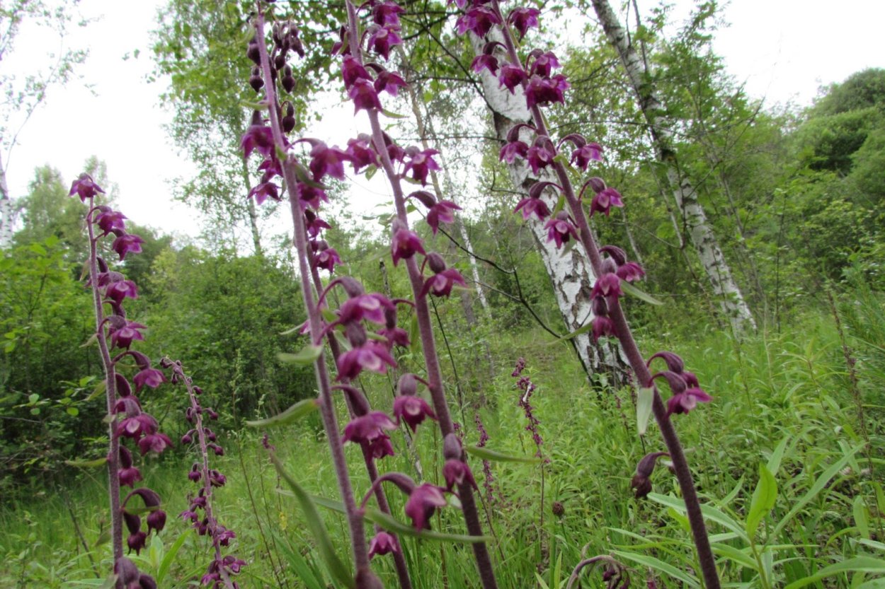 Орхидея Дремлик болотный