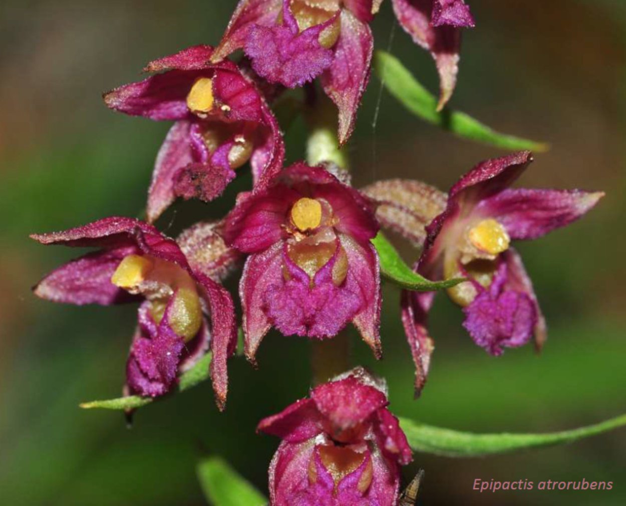 Дремлик темно-красный (Epipactis atrorubens)