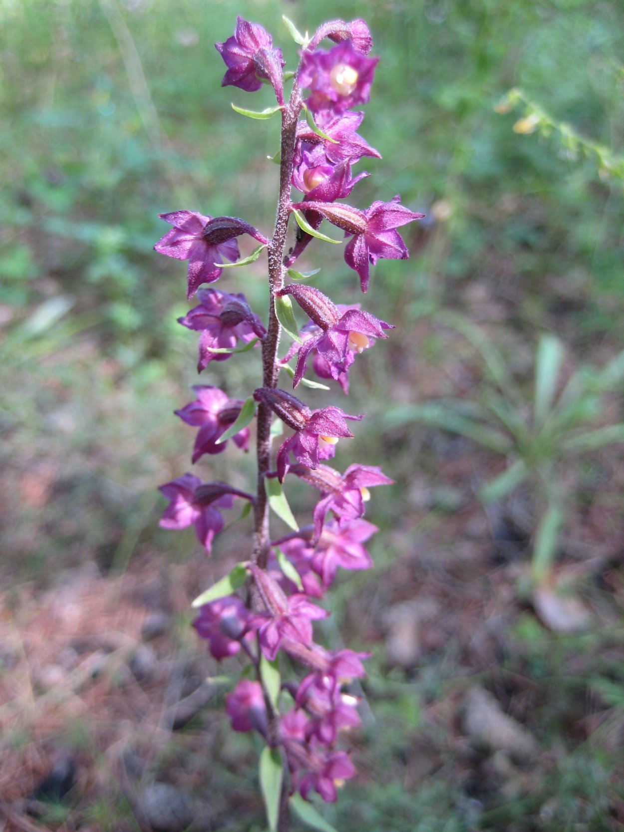 Стебли дремлика темно-красного