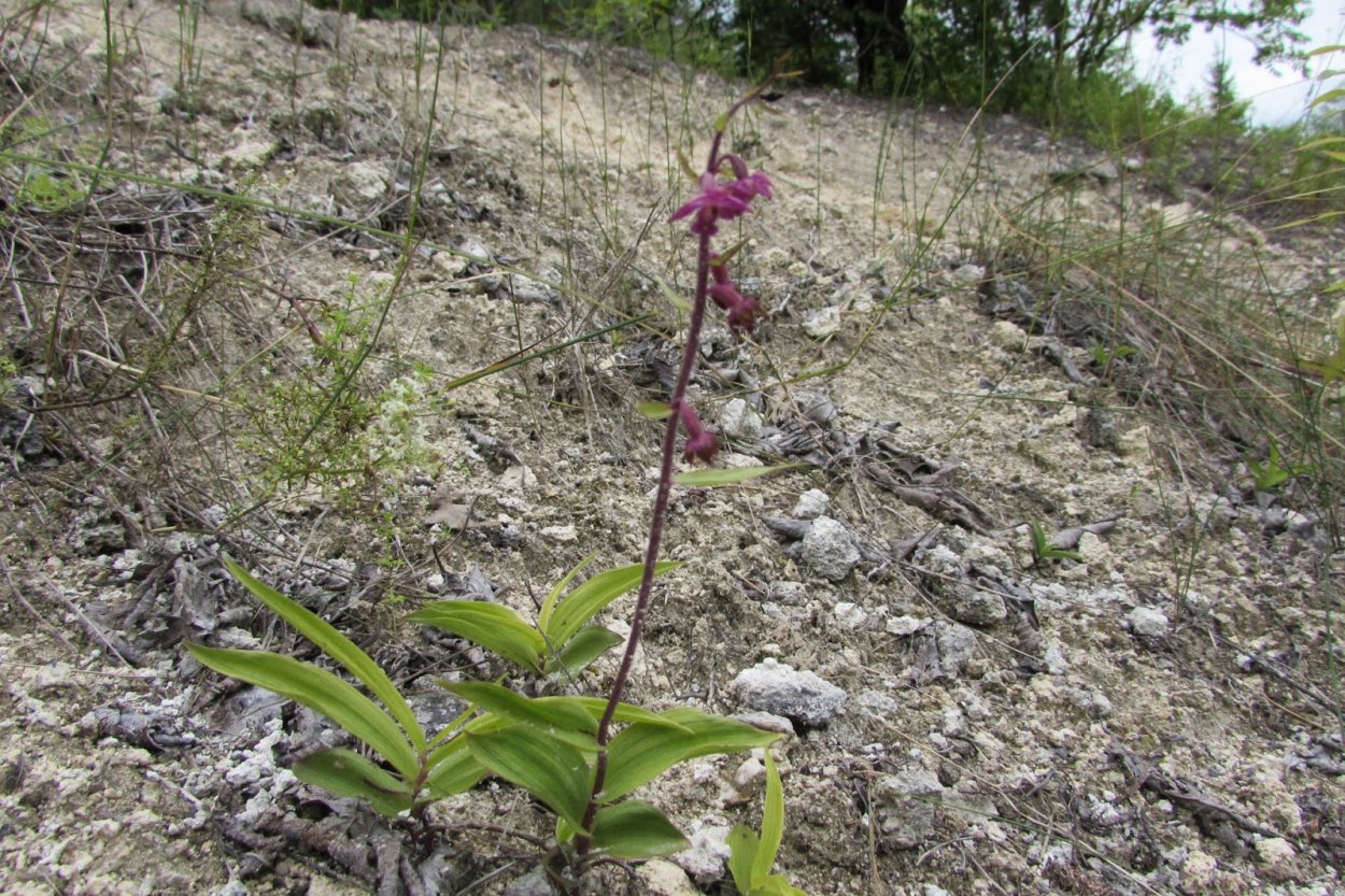 Дремлик зимовниковый