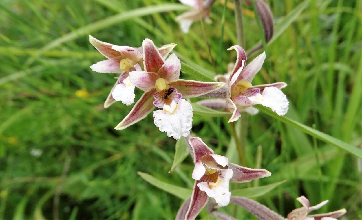 Дремлик Тунберга