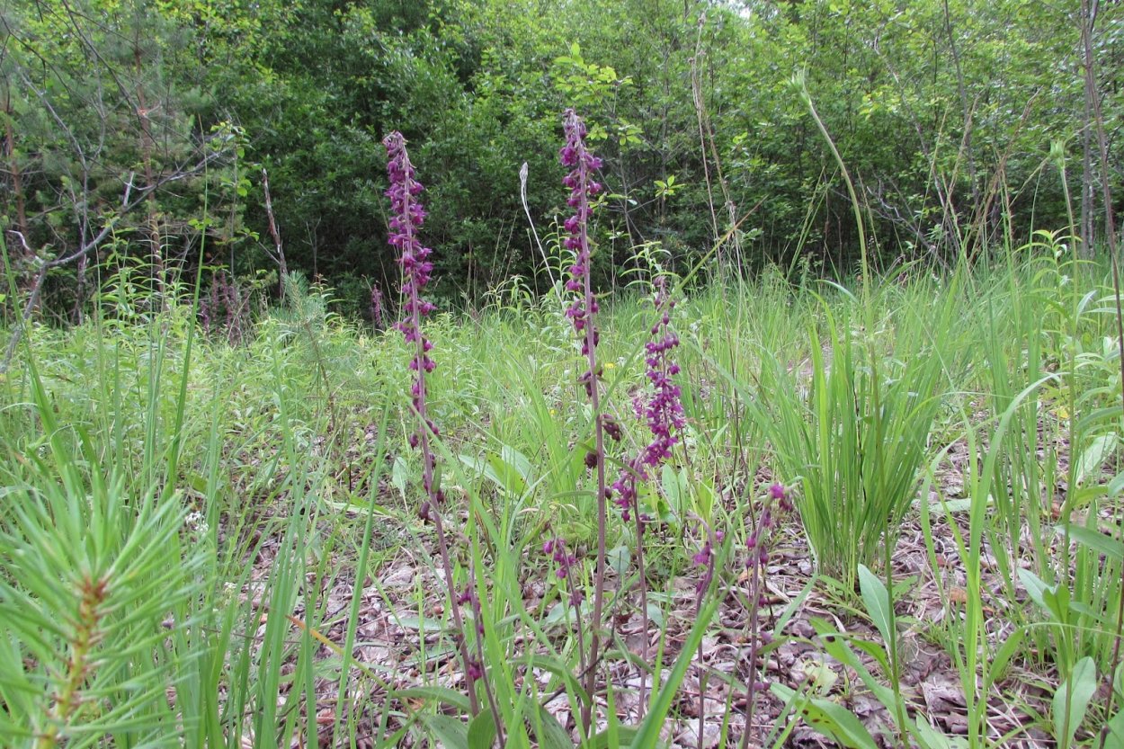 Epipactis thunbergii 'Karuizawa'