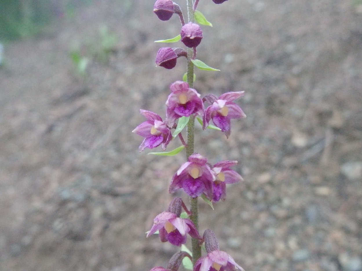 Дремлик пурпурный