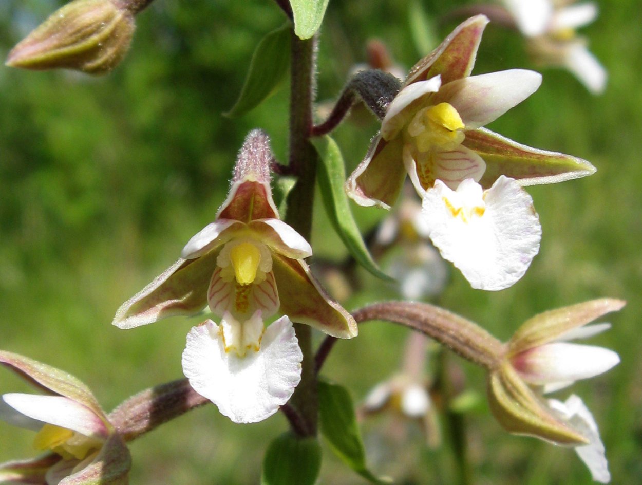 Дремлик тёмно-красный